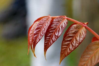 Cedrela sinensis - česnekovní čínský - list